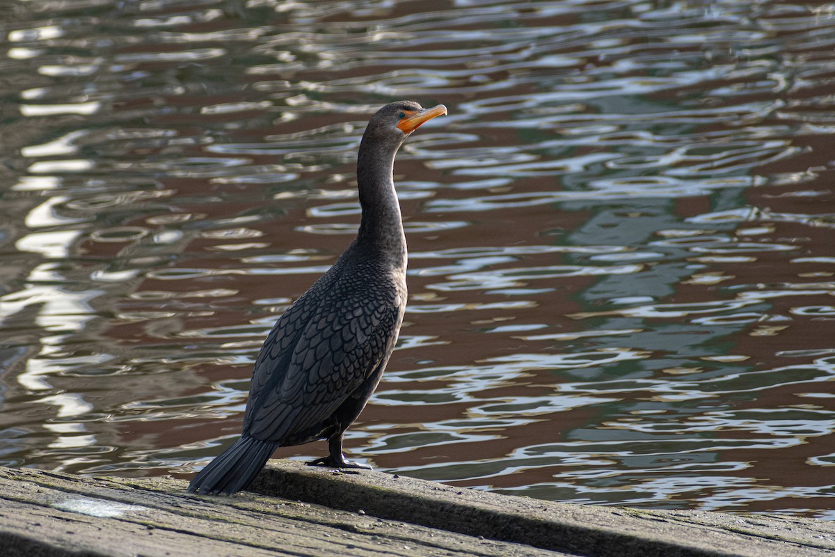 Double-crested Cormorant - ML417341691