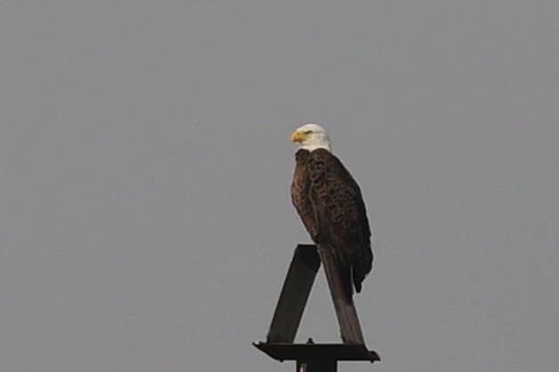 Bald Eagle - ML417341981