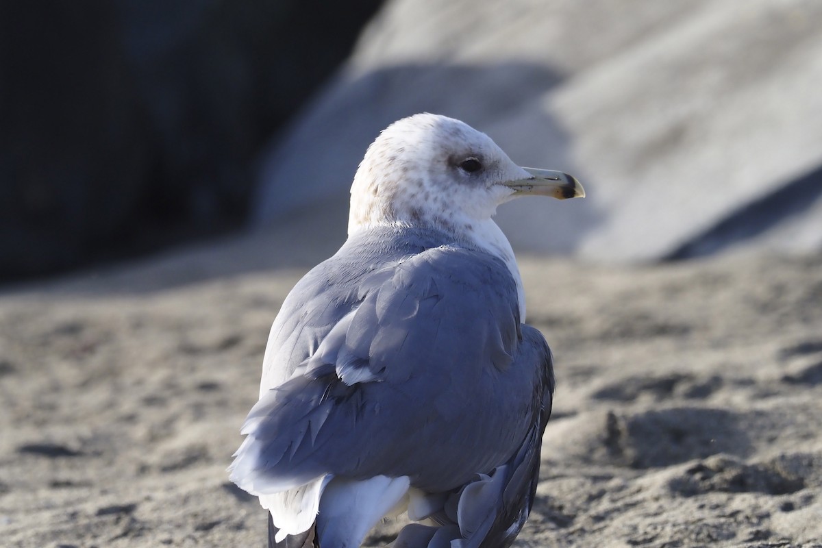 California Gull - Donna Pomeroy