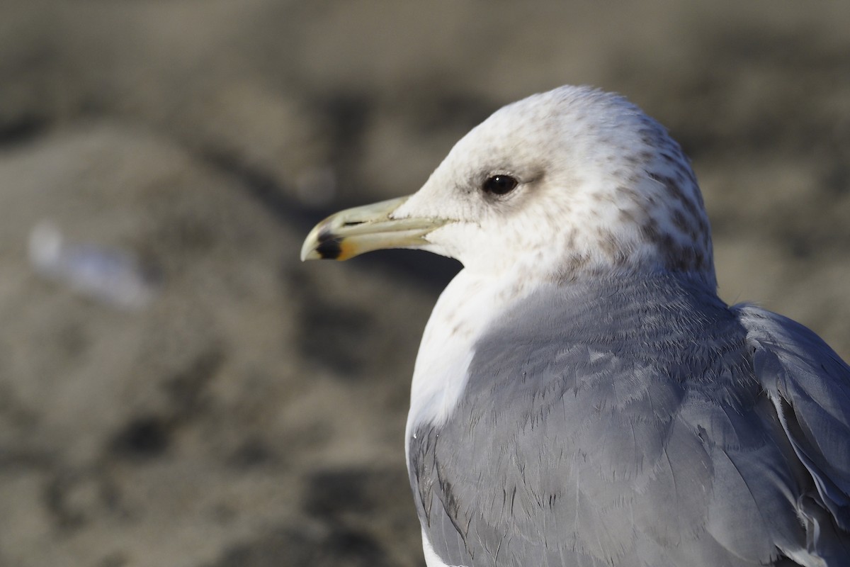 California Gull - ML417343791