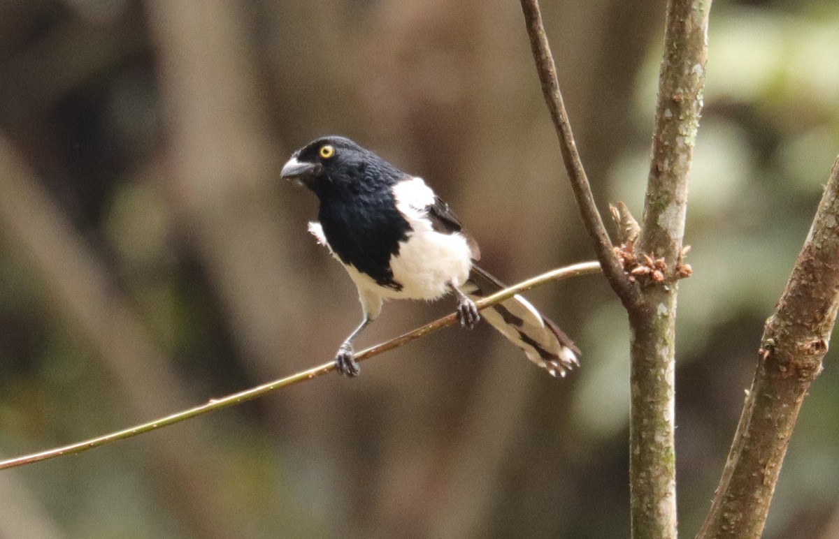 Magpie Tanager - ML417344101