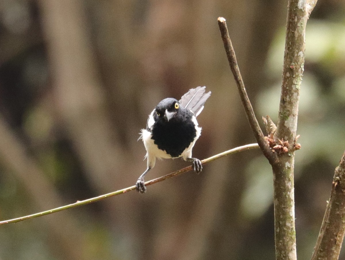 Magpie Tanager - ML417344171