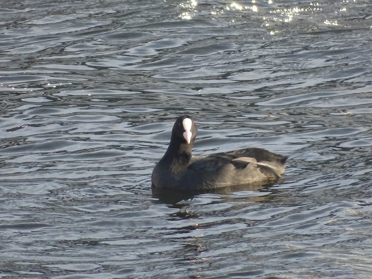 Халзан түнжүүр - ML417344471