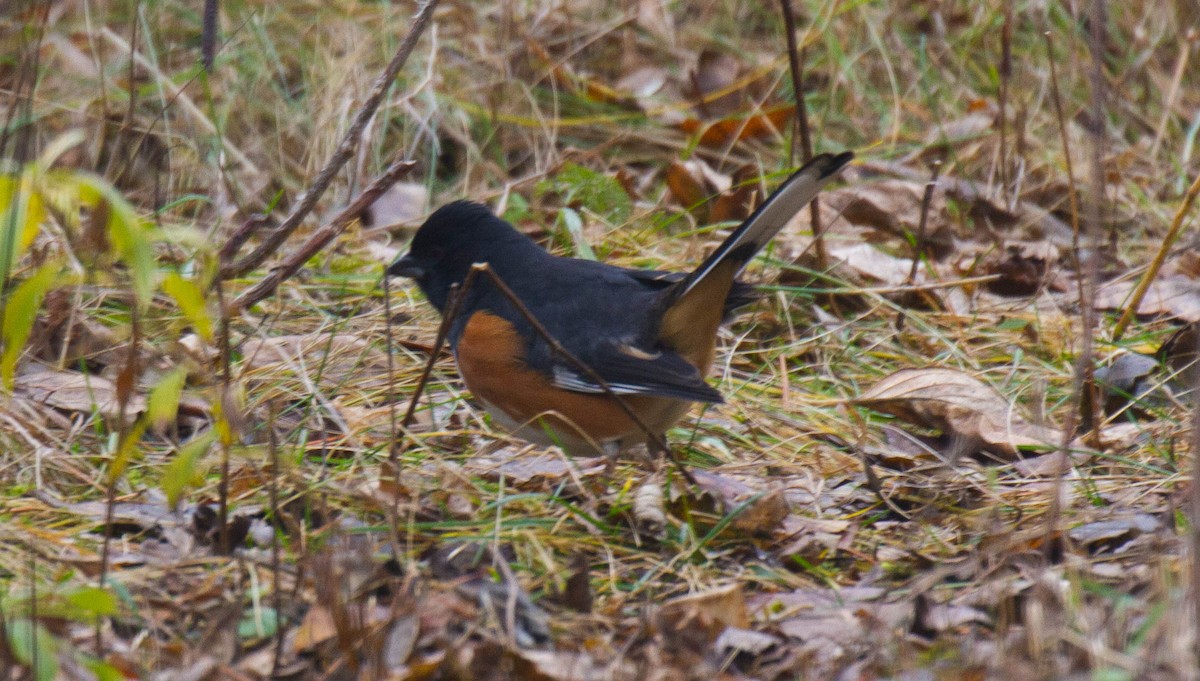 Eastern Towhee - dave trumbell