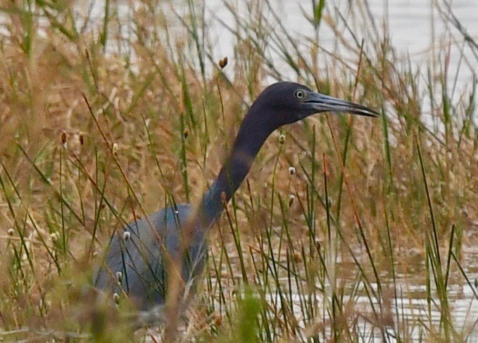 Little Blue Heron - ML417347501