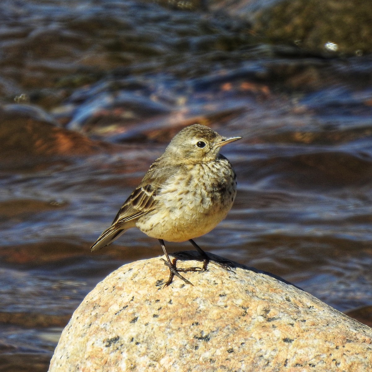 American Pipit - ML417347701