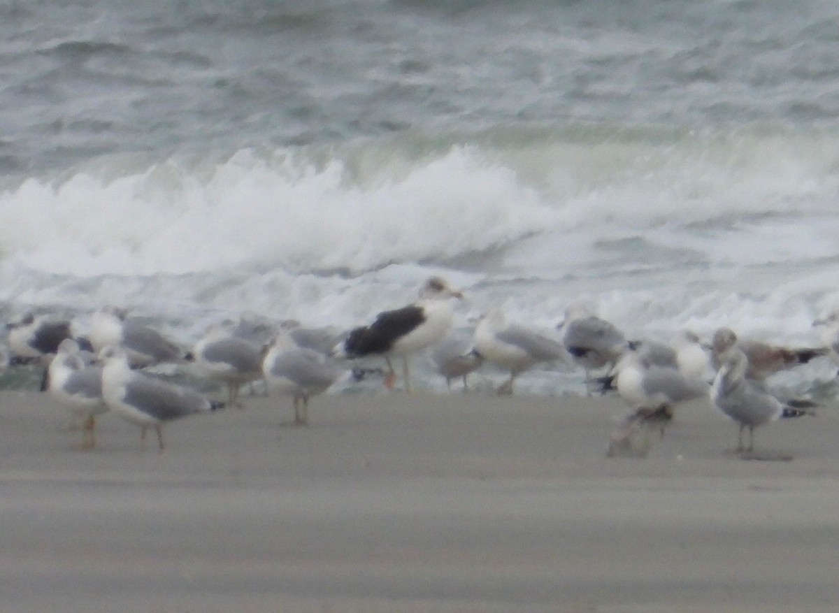 Lesser Black-backed Gull - ML417348511