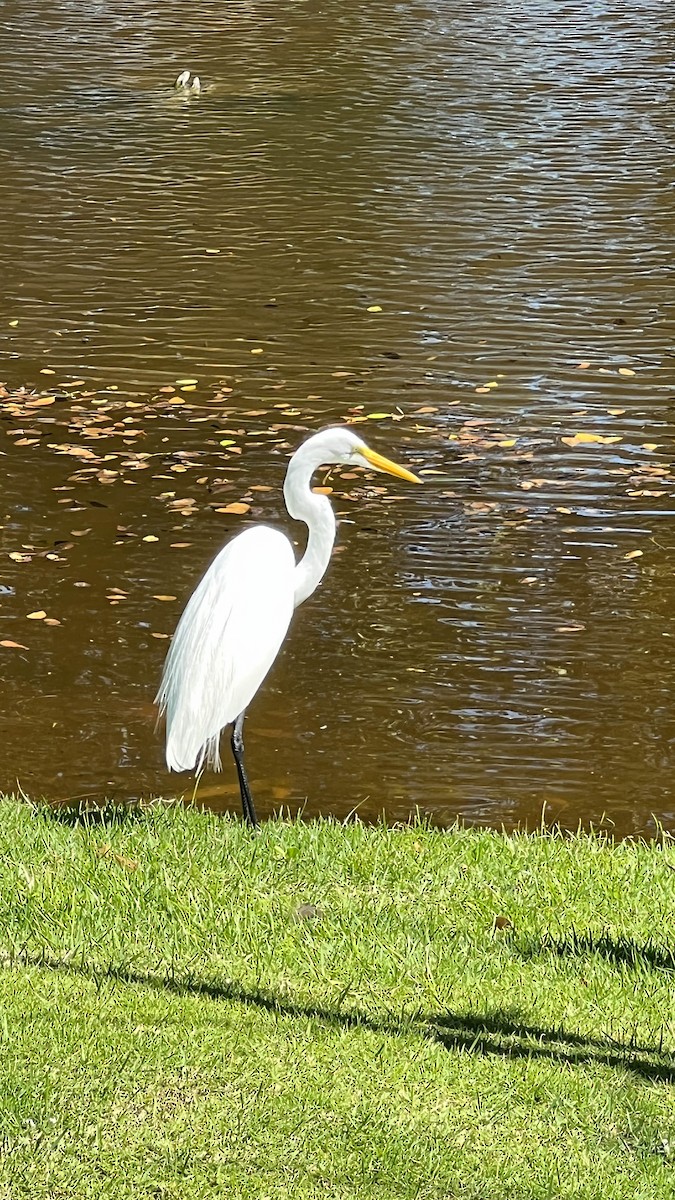 Great Egret - Kent McFarland