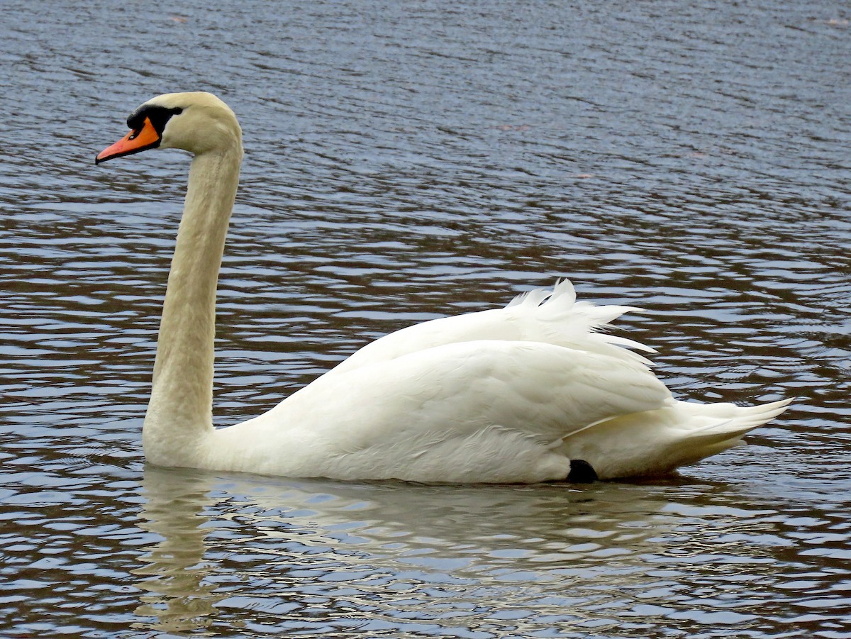 Mute Swan - Shilo McDonald