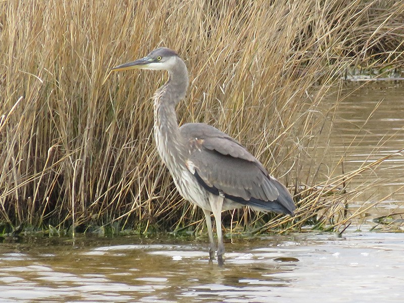 Great Blue Heron - Karen Lebing