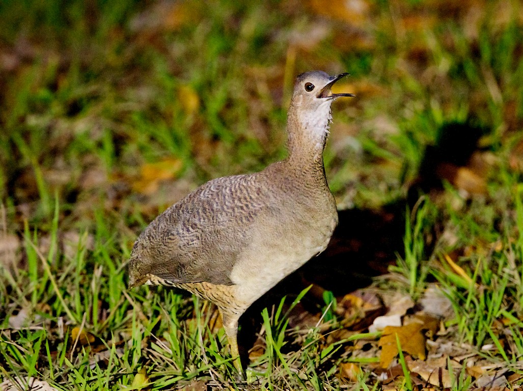 Undulated Tinamou - Peter Candido