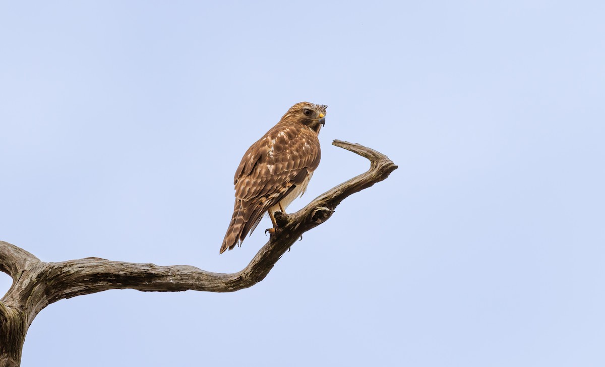 Red-shouldered Hawk - ML417354661