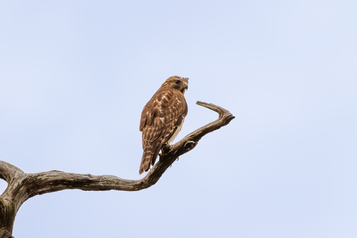 Red-shouldered Hawk - ML417354711