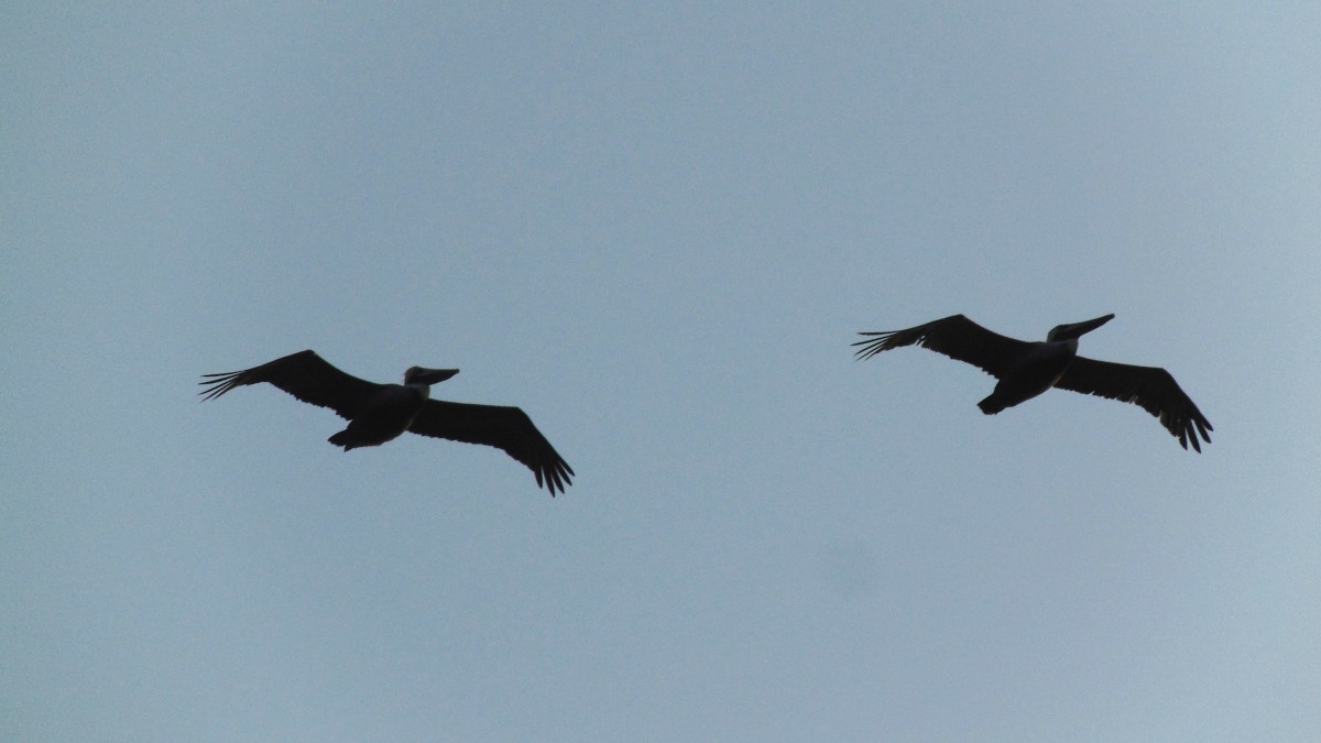 Brown Pelican - ML417355841