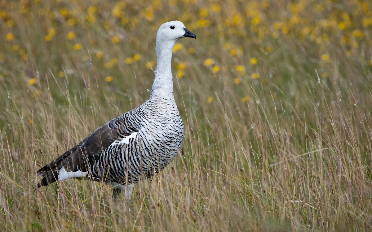 Upland Goose - Mason Maron