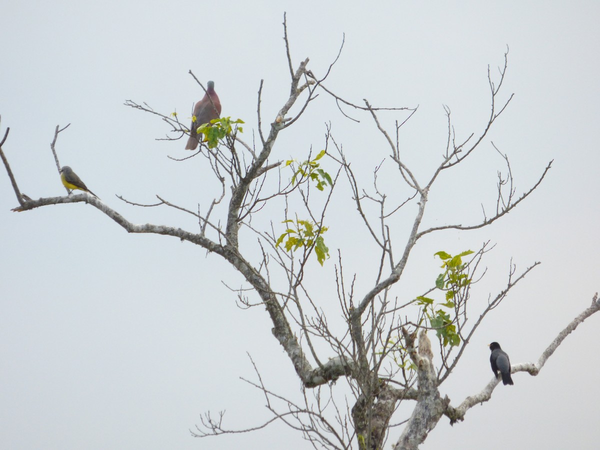 Pale-vented Pigeon - Luis Mieres Bastidas