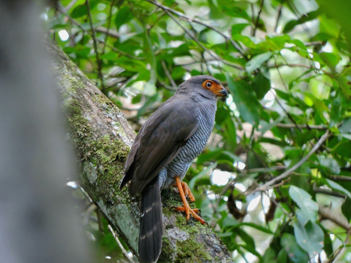 Barred Forest-Falcon - ML417359741