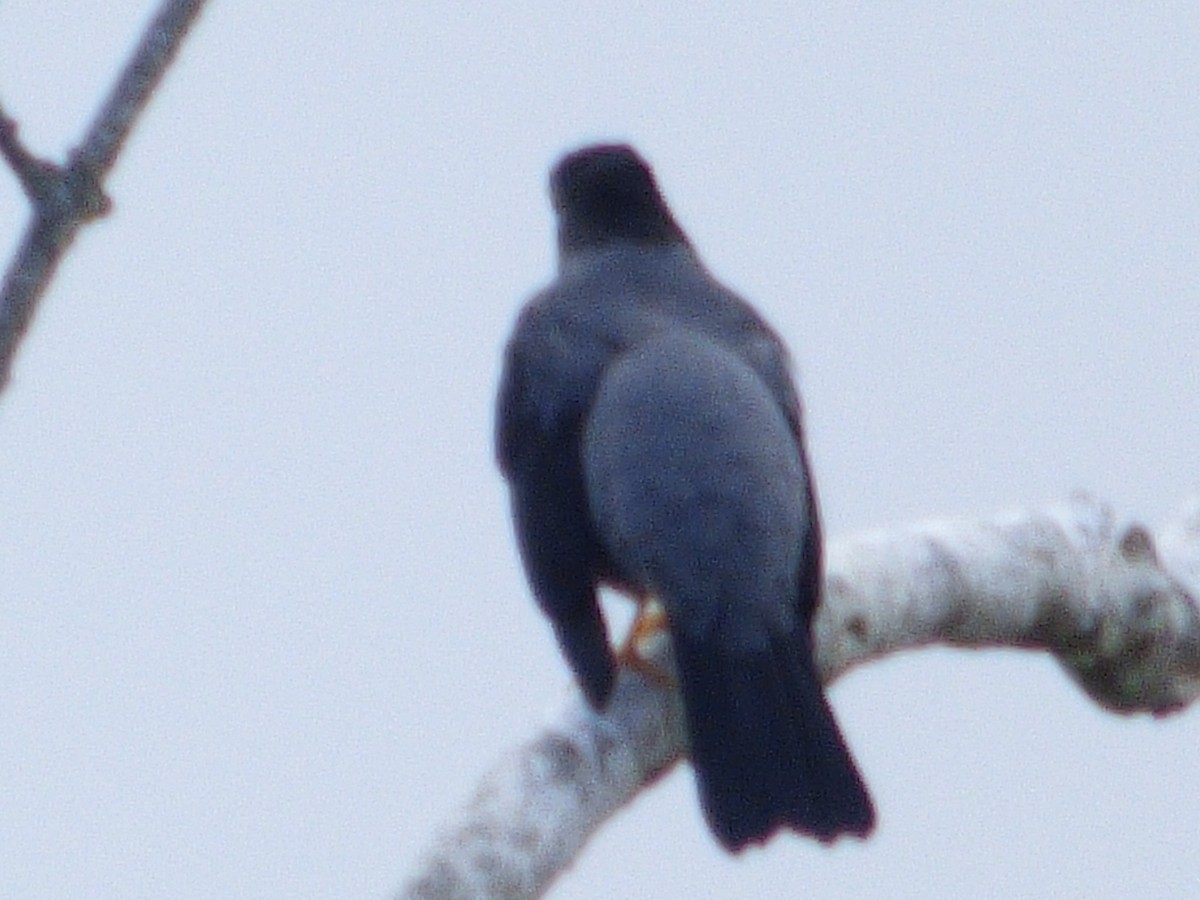 Yellow-legged Thrush - ML417360741