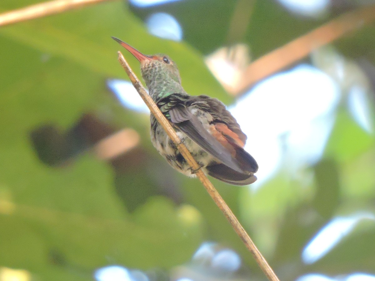 Rufous-tailed Hummingbird - ML417360971