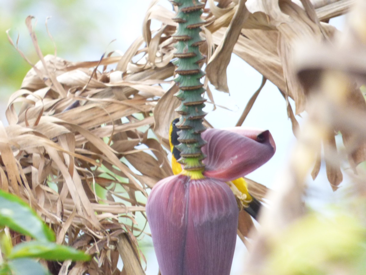 Yellow-backed Oriole - ML417361991