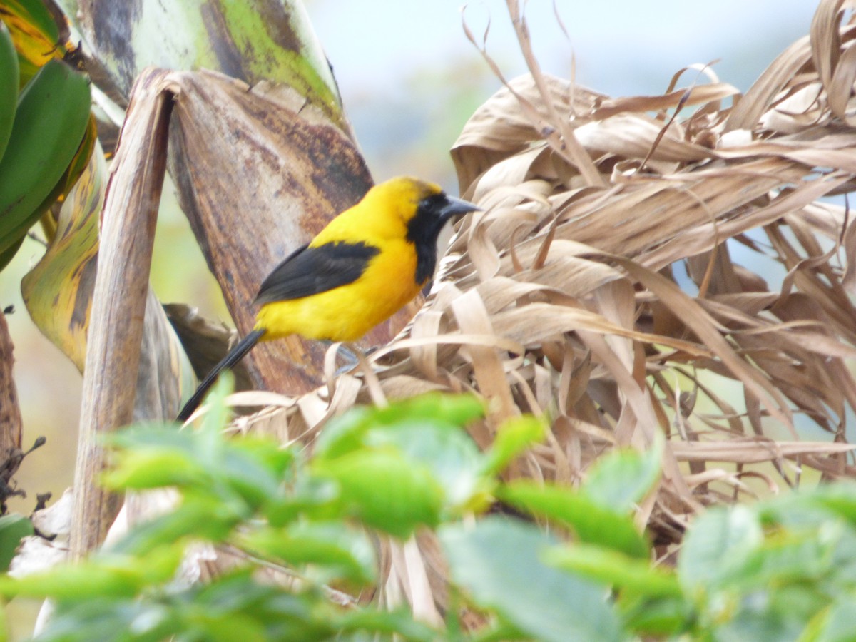 Yellow-backed Oriole - Luis Mieres Bastidas