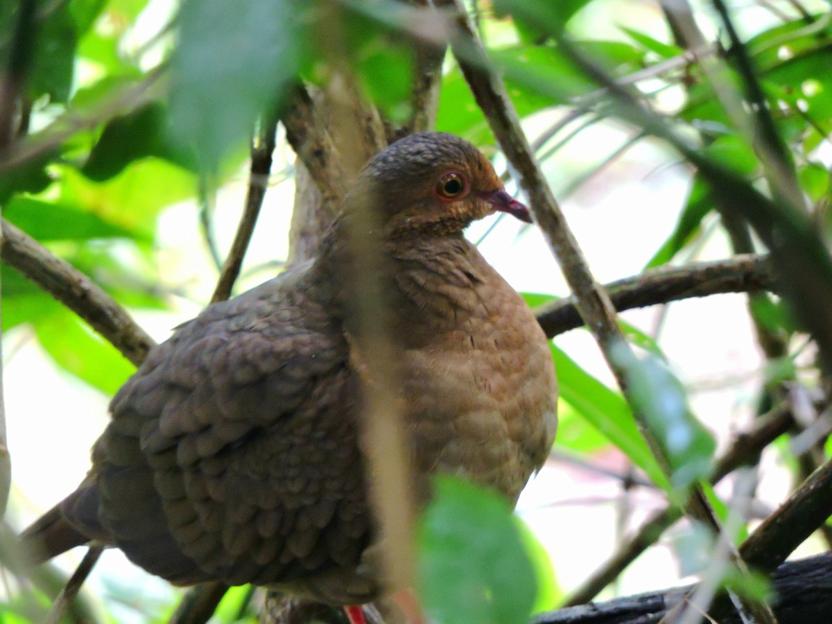 Ruddy Quail-Dove - ML417362321