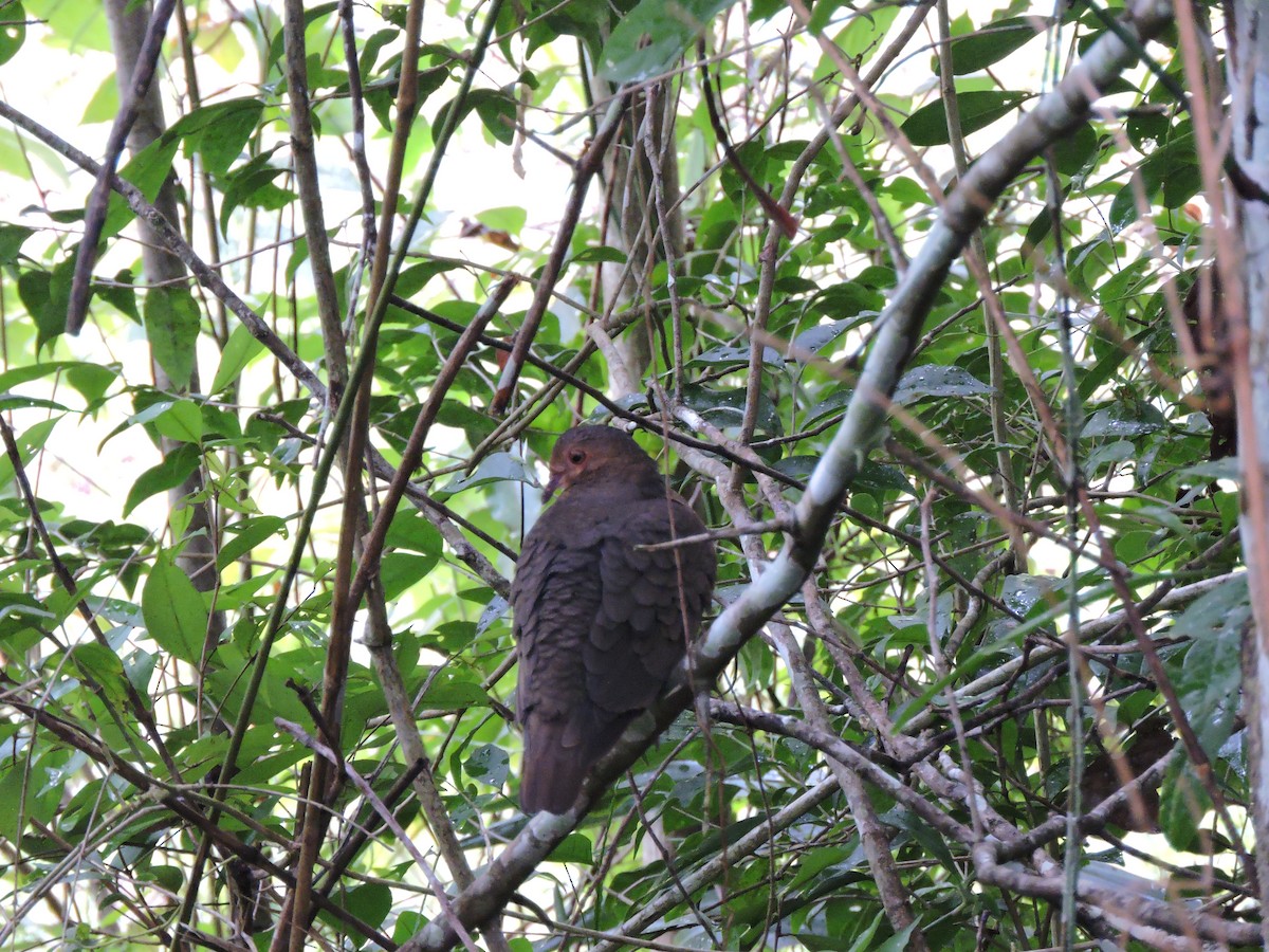 Ruddy Quail-Dove - ML417362701