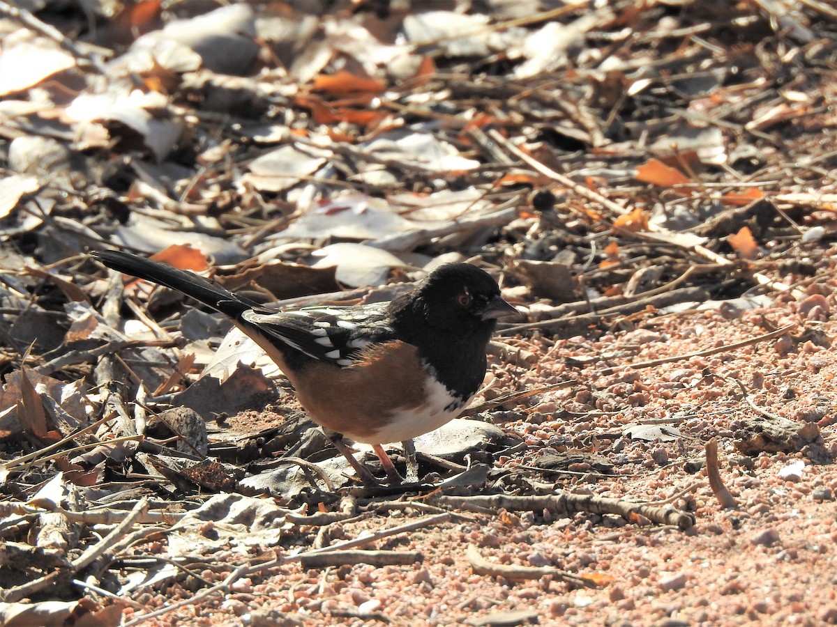 Spotted Towhee - ML417363661