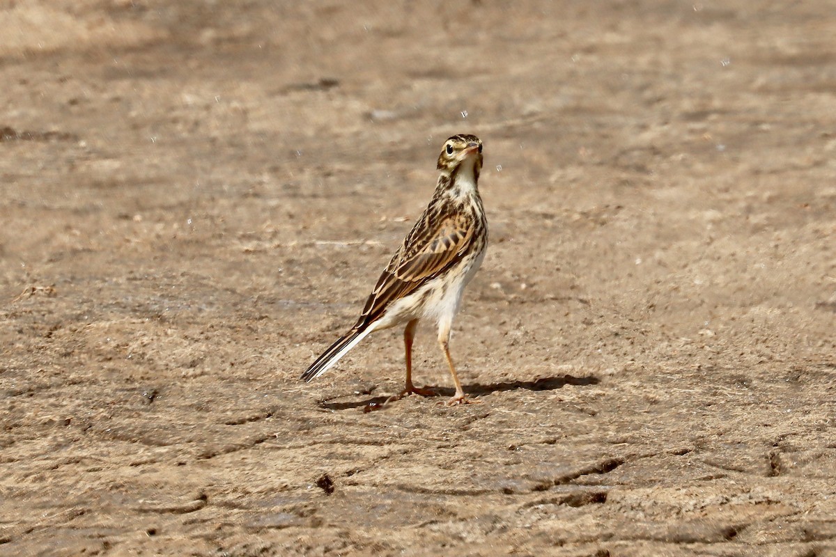 Australian Pipit - ML417364751