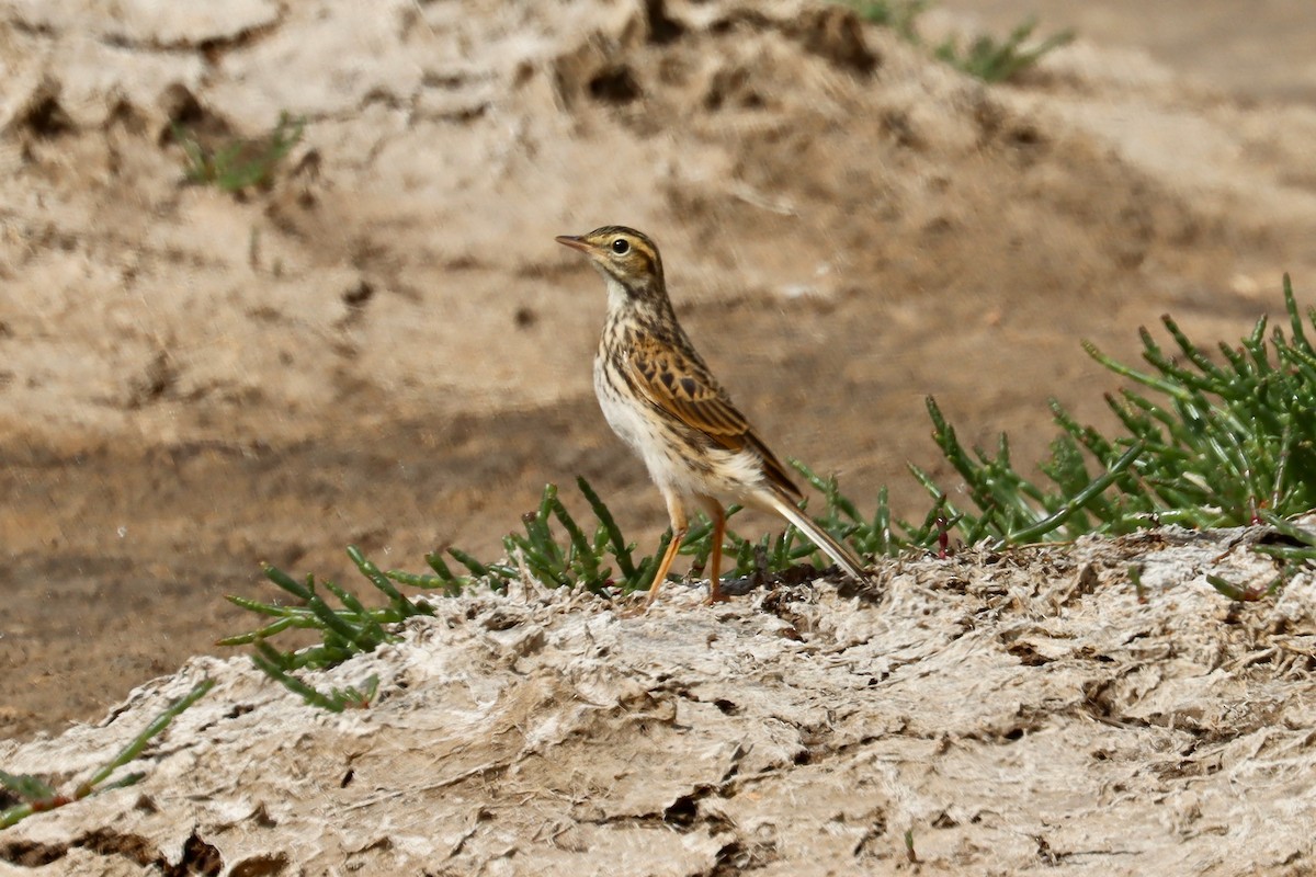 Australian Pipit - ML417364801