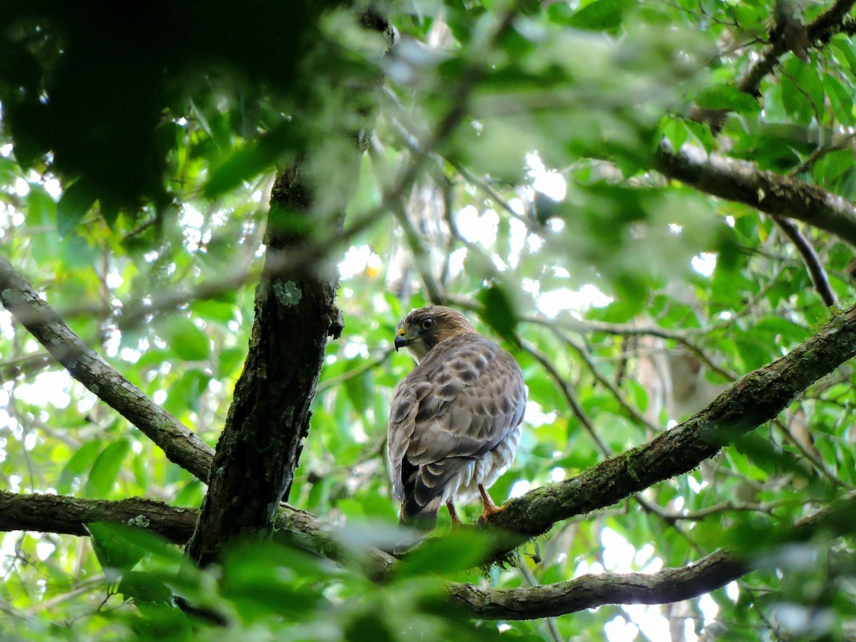 Broad-winged Hawk - ML417367491