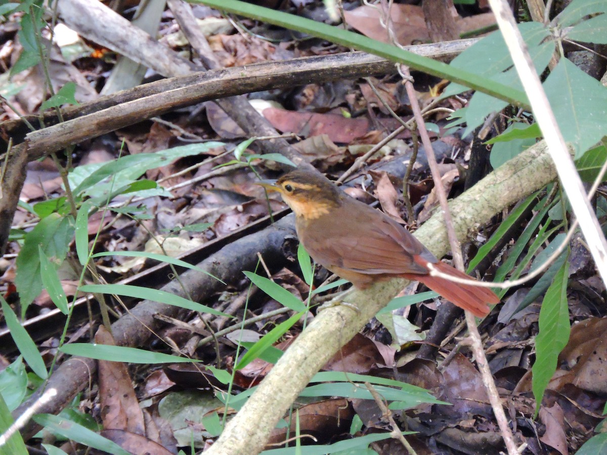 Fawn-throated Foliage-gleaner - Richard Harris