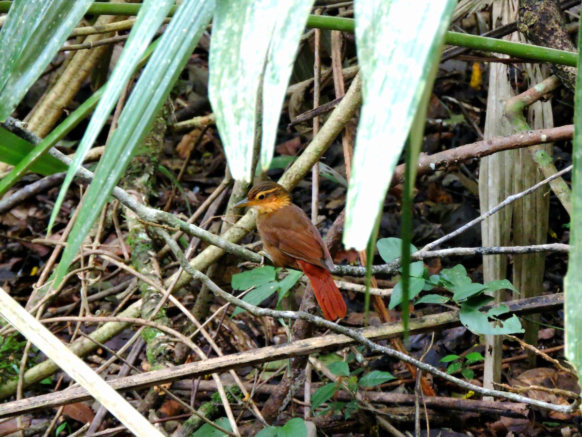 Ticotico Gorjiclaro Occidental - ML417368111