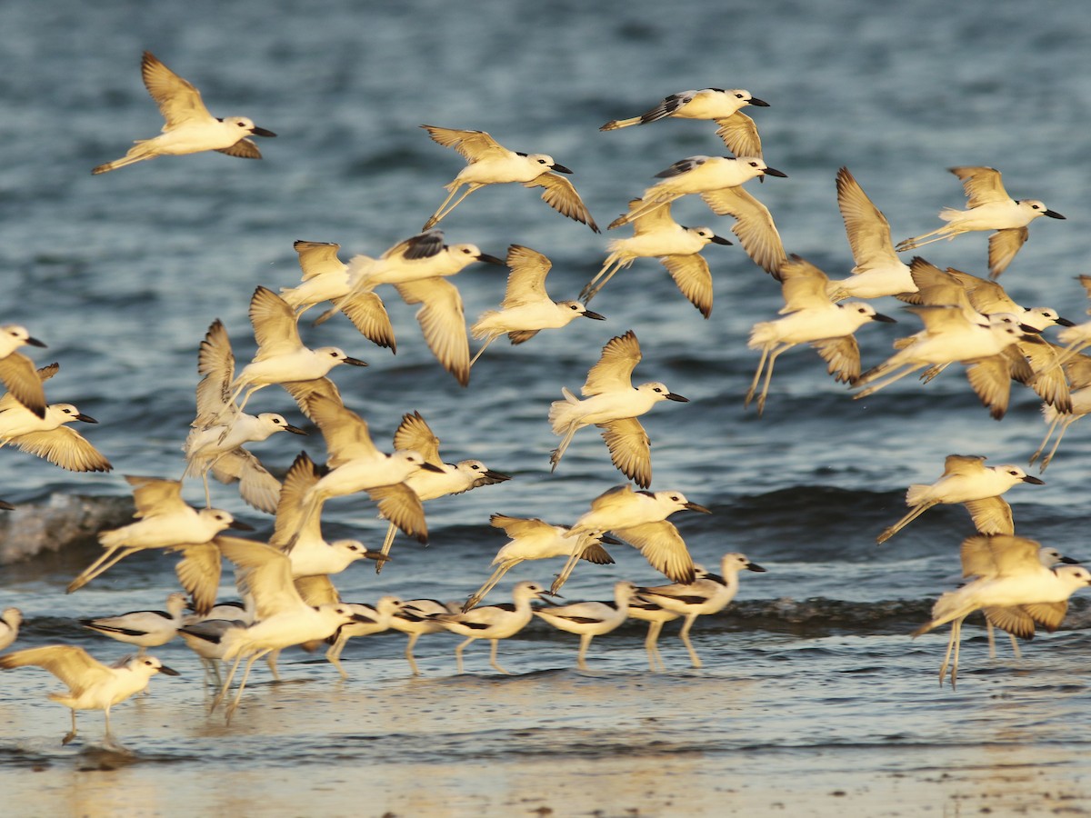 Crab-Plover - ML417369101