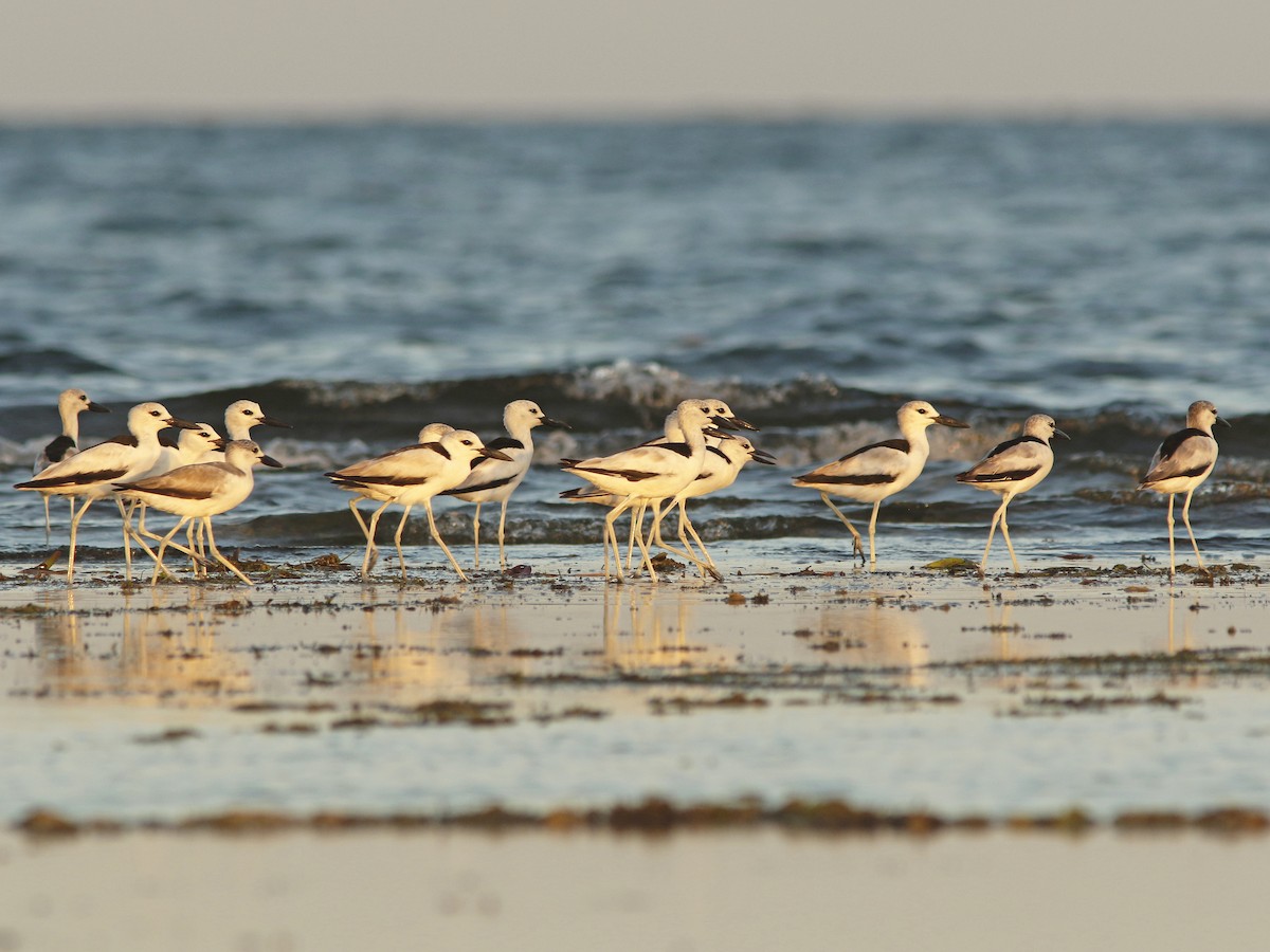 Crab-Plover - ML417369141