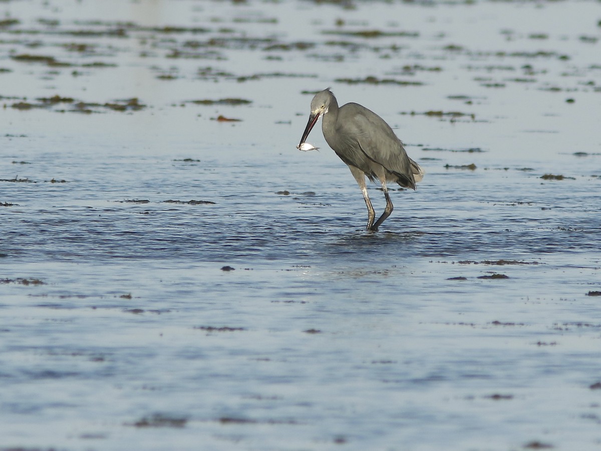 Little Egret (Dimorphic) - ML417369211