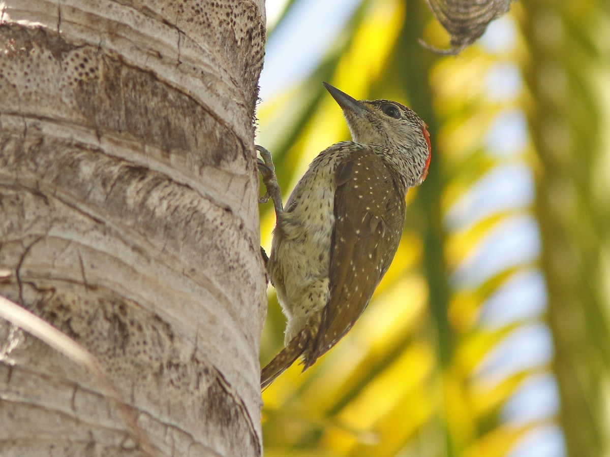 Mombasa Woodpecker - David Beadle