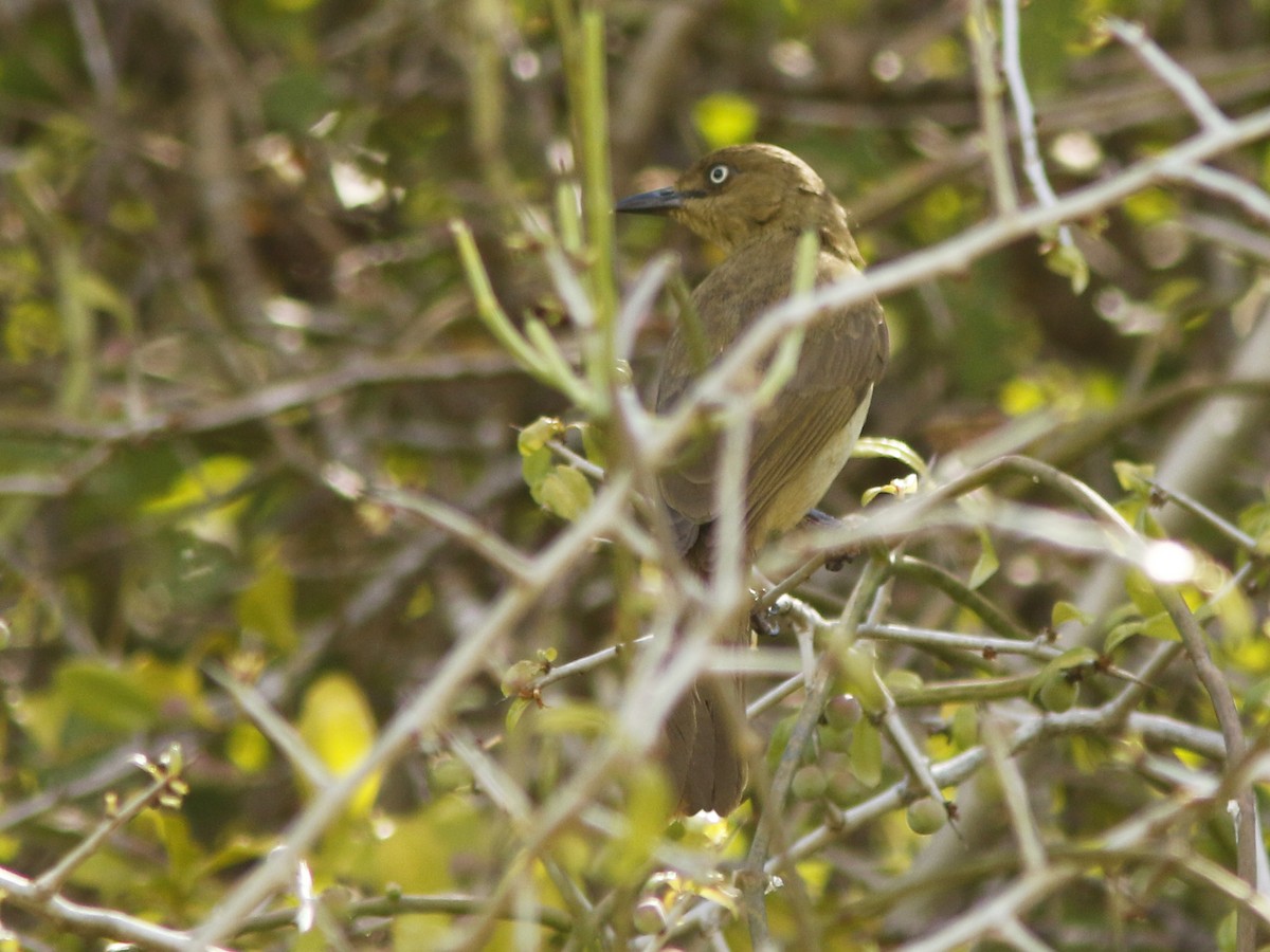 Sombre Greenbul - ML417369631