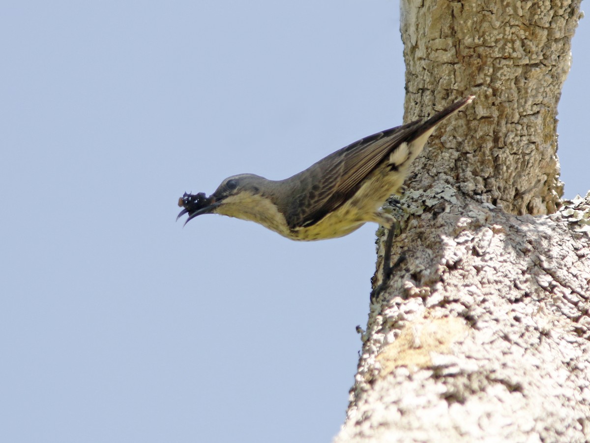 Purple-banded Sunbird - ML417369911