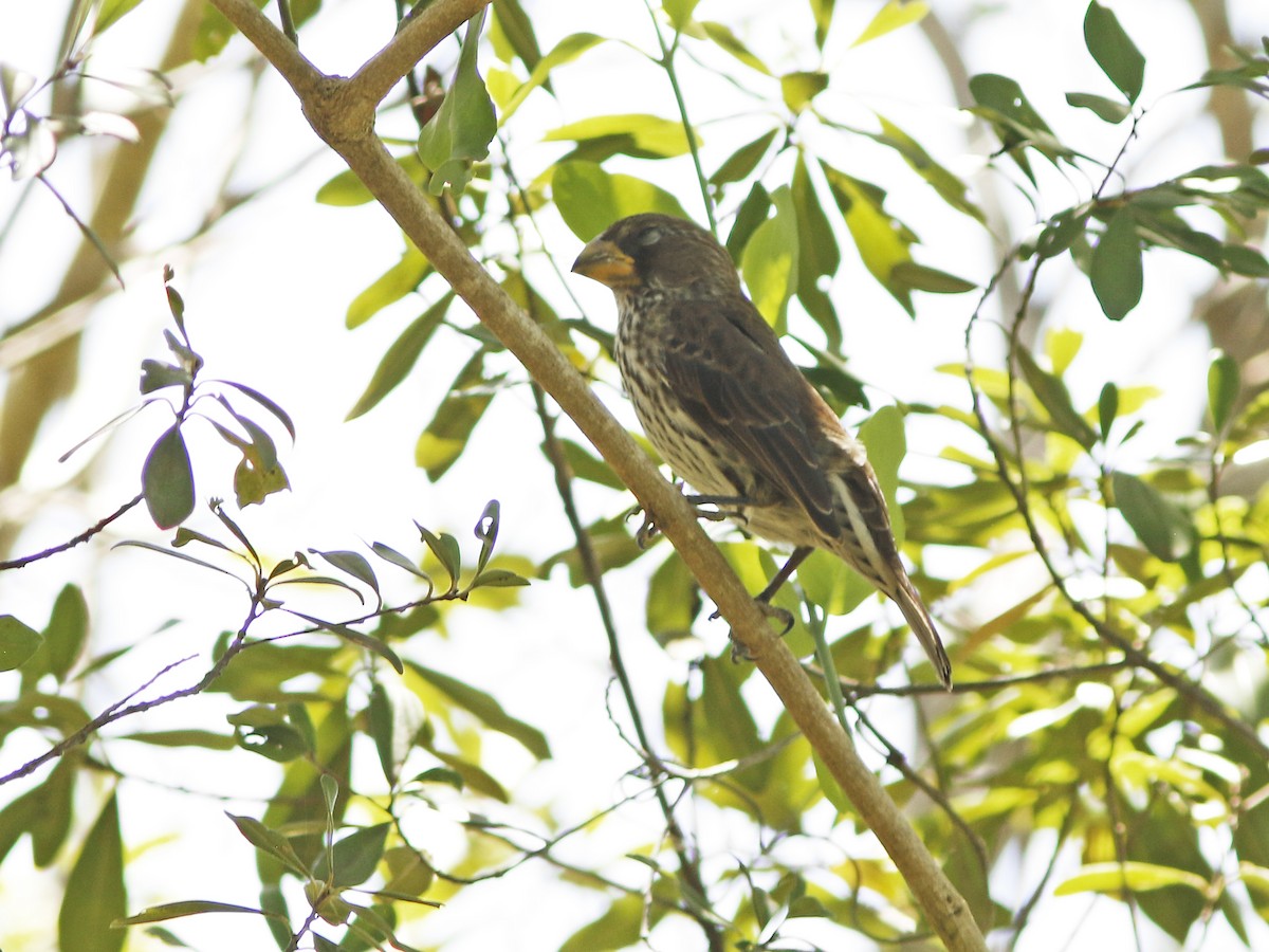 Grosbeak Weaver - ML417370051