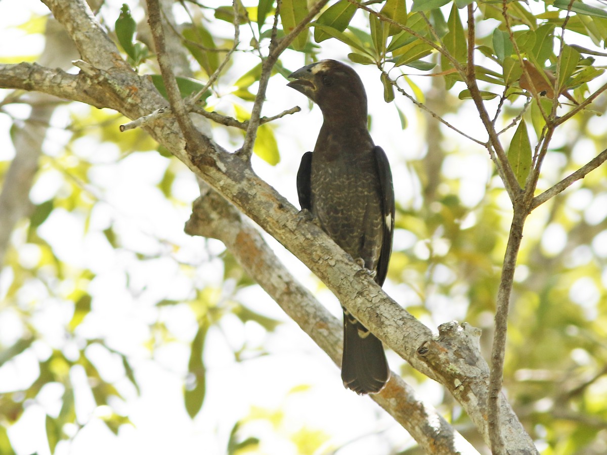 Grosbeak Weaver - ML417370181