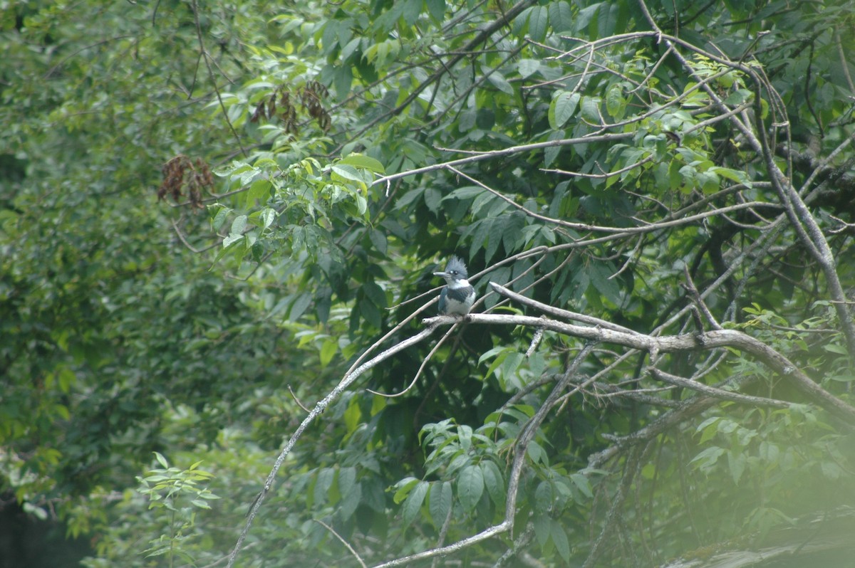 Belted Kingfisher - ML417371001