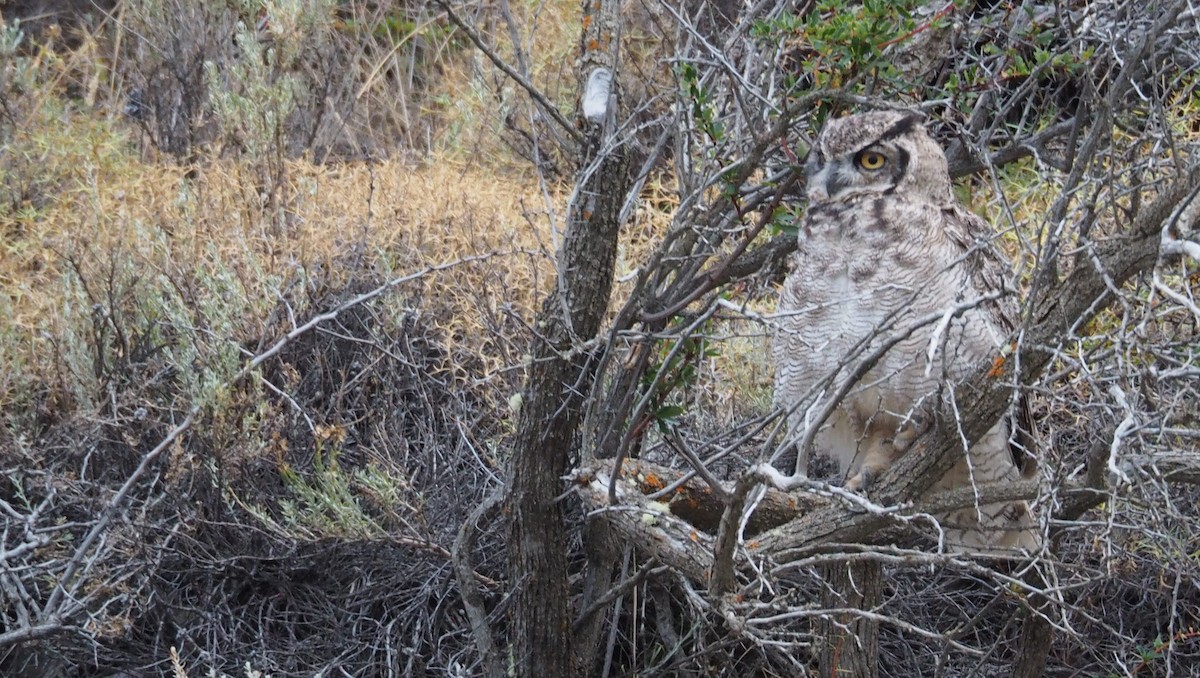 Lesser Horned Owl - ML417373191