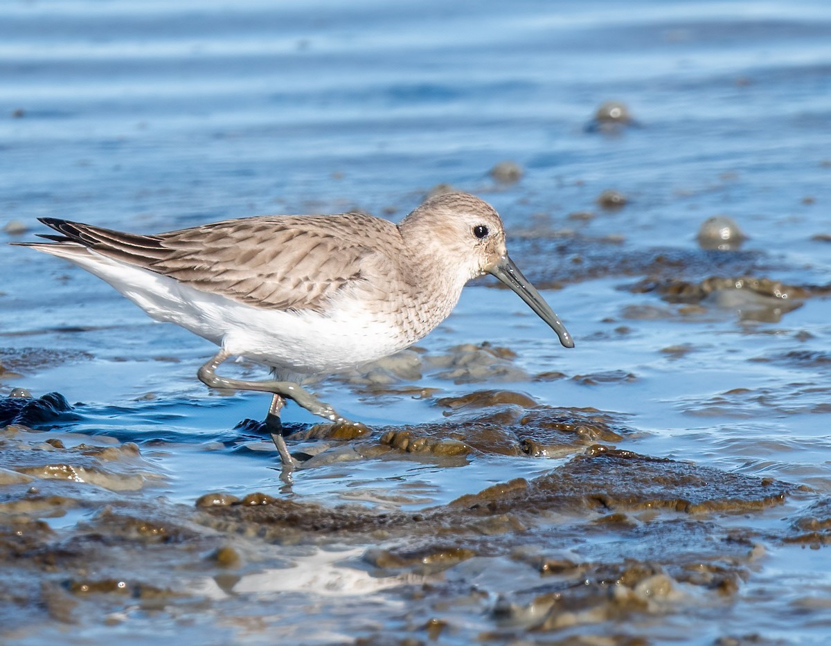 Dunlin - ML417374721