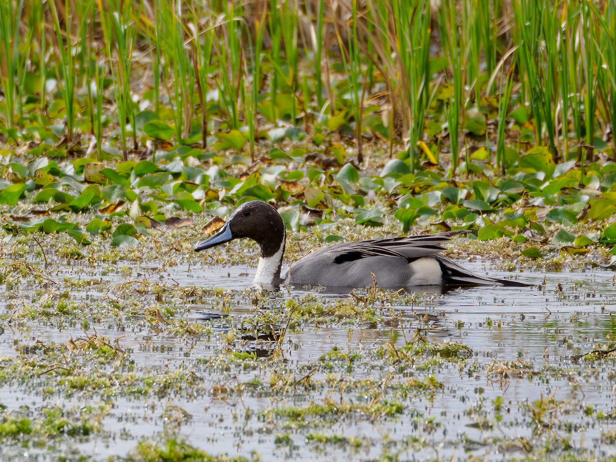 Northern Pintail - Abe Villanueva