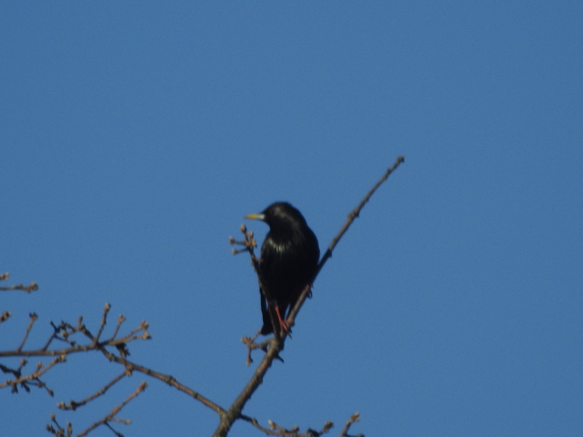 Spotless Starling - ML417377551