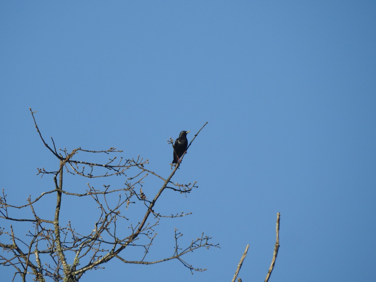 Spotless Starling - ML417377561