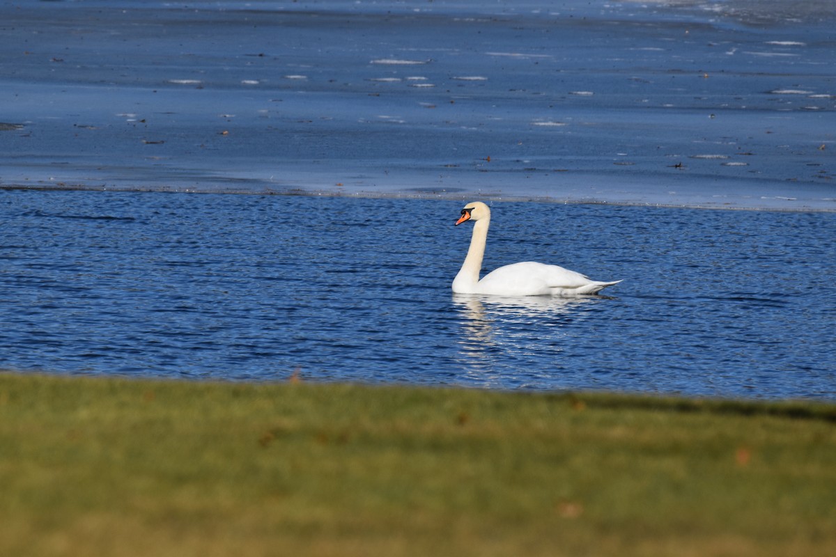 Хуруут хун - ML417379171