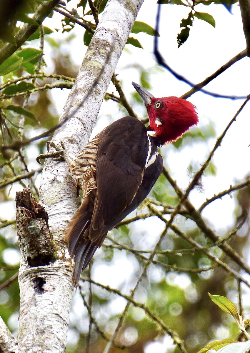 Guayaquil Woodpecker - ML417380811