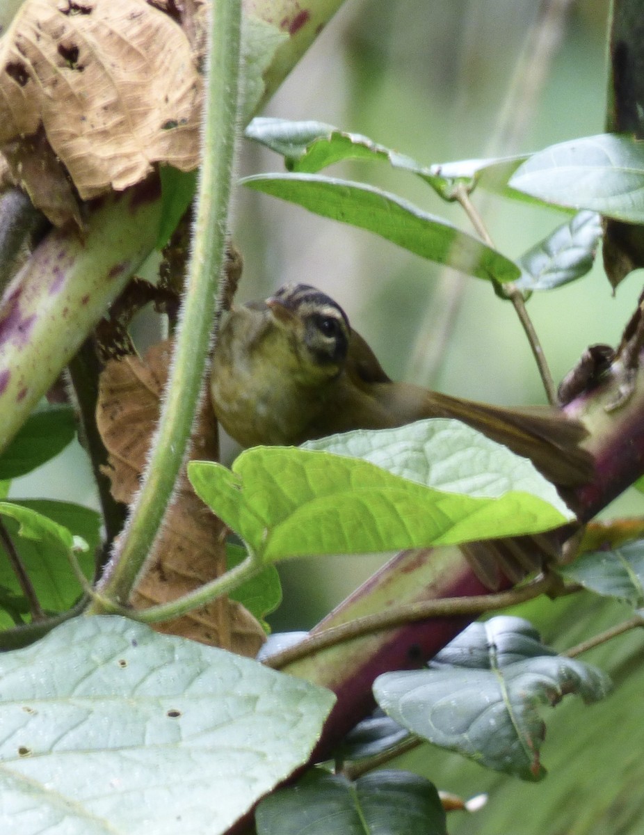 Three-striped Warbler - ML417381121